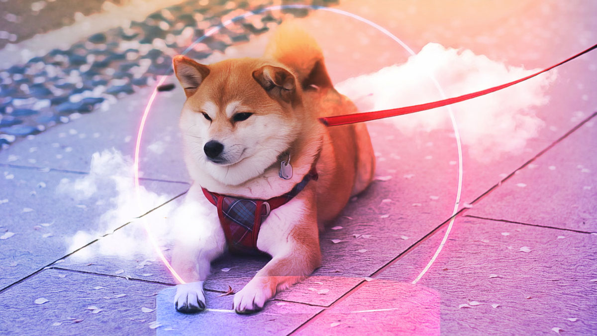 Shiba Inu Topluluğunda Artan Heyecan ve Beklentiler